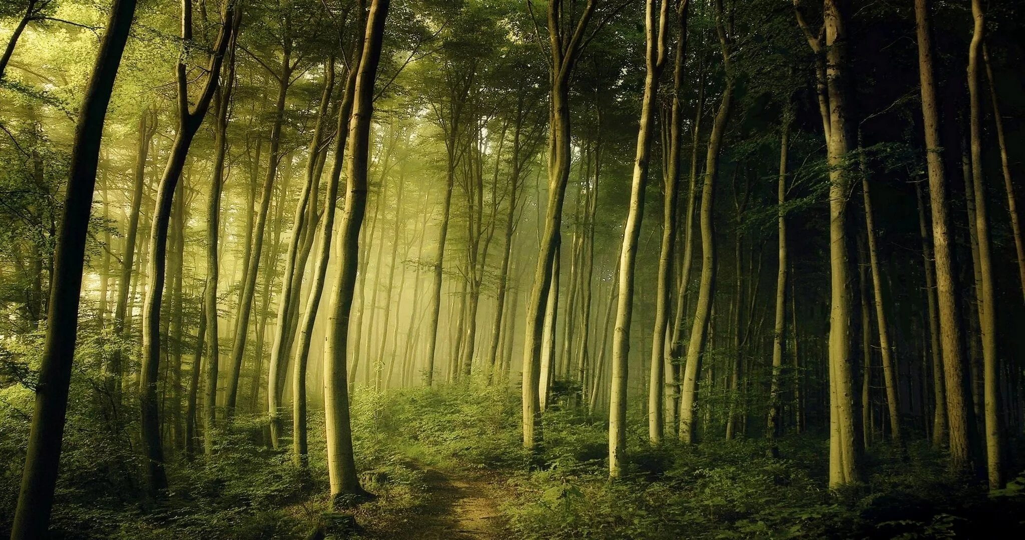 Dense forest