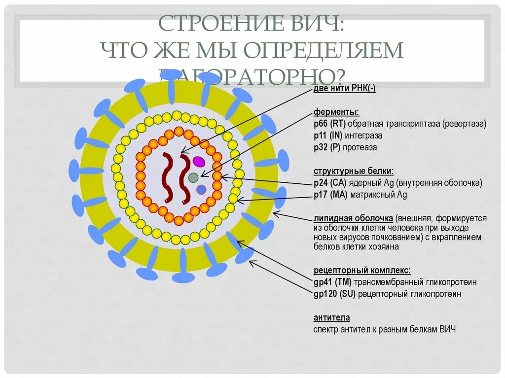 Строение вич. Строение вириона ВИЧ инфекции. ВИЧ строение вируса биология. Структура вируса СПИД. Вирус иммунодефицита человека.