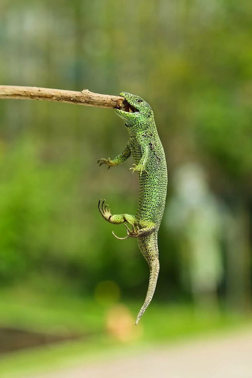 Ящерицы геншин. Ящерицы обитают. Прыткой ящерицы ядовитая. Ящерица прыткая (лат. Прыткая и живородящая ящерицы.