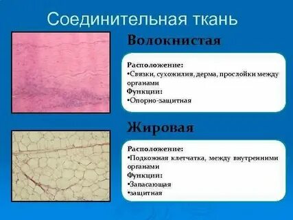 Какой вид соединительной ткани обеспечивает опорную