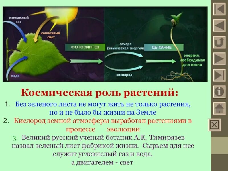 Водоросли поглощающие углекислый газ