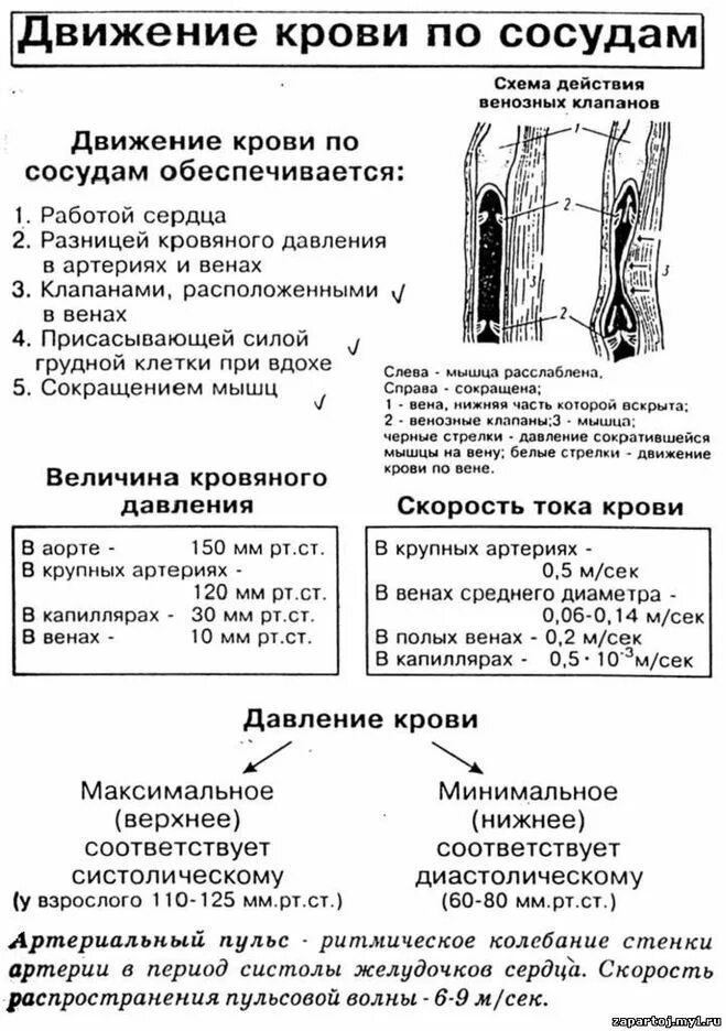 Движение крови биология 8 класс