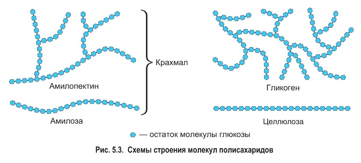 Амилоза и амилопектин. Гликоген структура и амилопектина. Крахмал амилоза и амилопектин. Строение амилозы и амилопектина.
