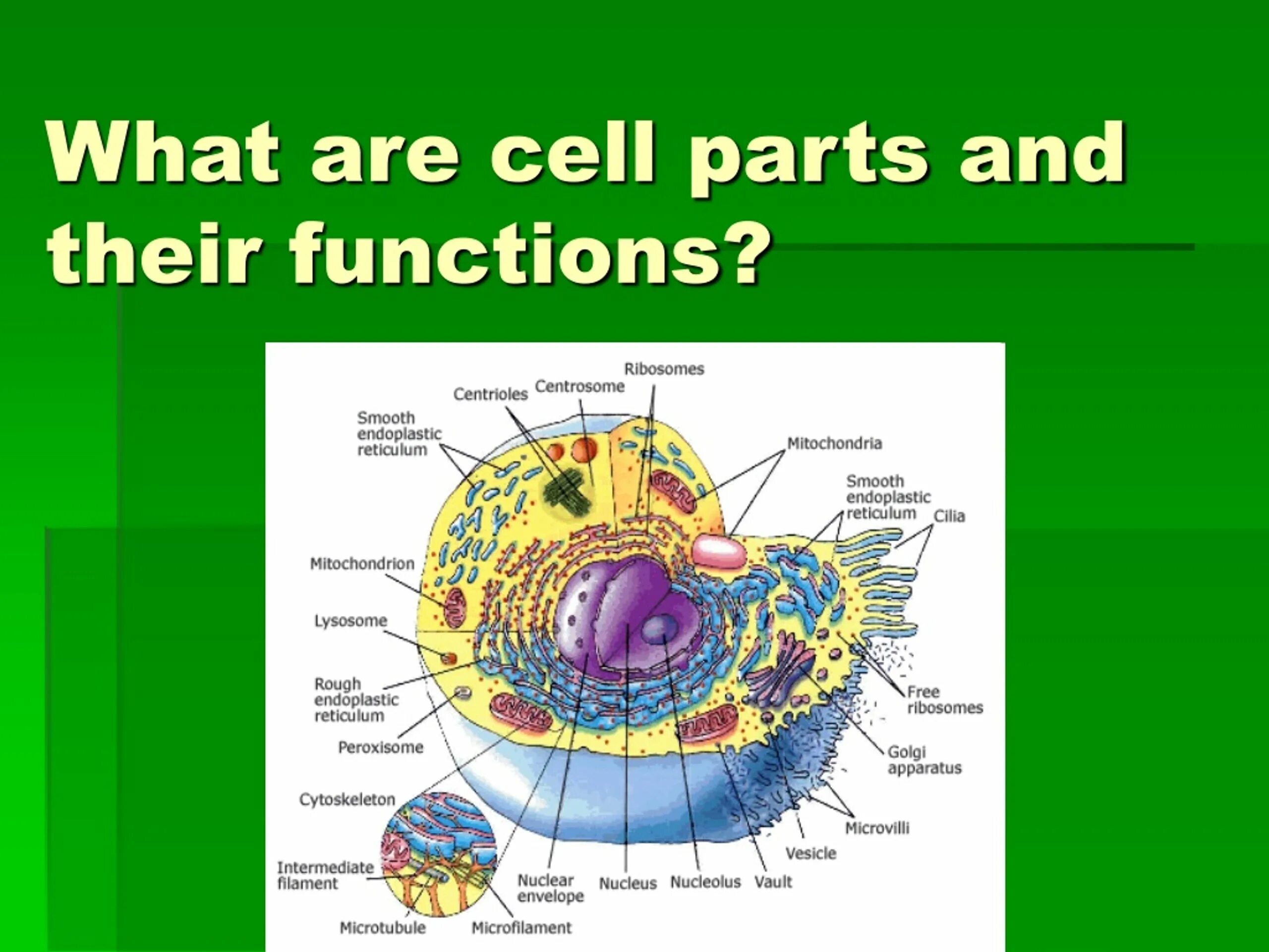 What is its function. Parts of cell. function of nucleus. what is a cell. cell nucleus function.