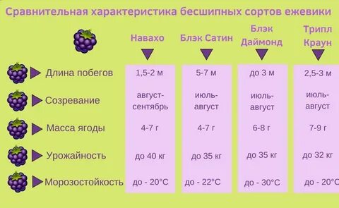 Расстояние посадки ежевики