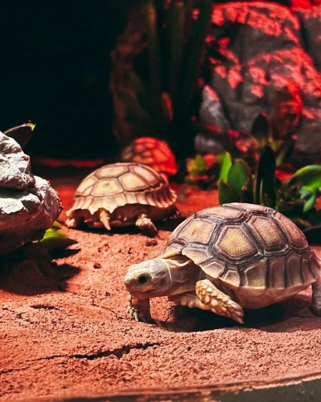 Капская крапчатая черепаха. Астраханская черепаха. Красноухая болотная черепаха. Черепаха зеленая сухопутная. Пантеровая черепаха.