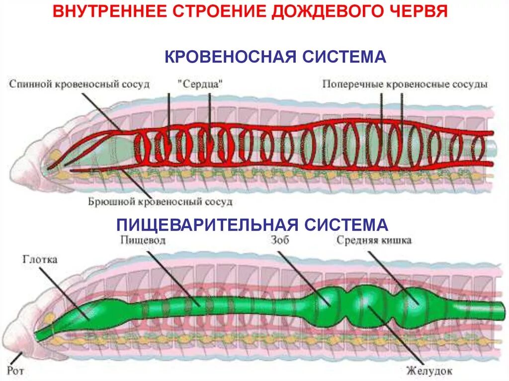 Кровеносная и нервная система дождевого червя. Система строения кольчатых червей. Системы органов кольчатых червей. Кровеносная система кольчатых червей 7 класс биология. Замечательная особенность этого червя состоит в том