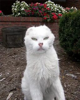 Самого уродливого кота