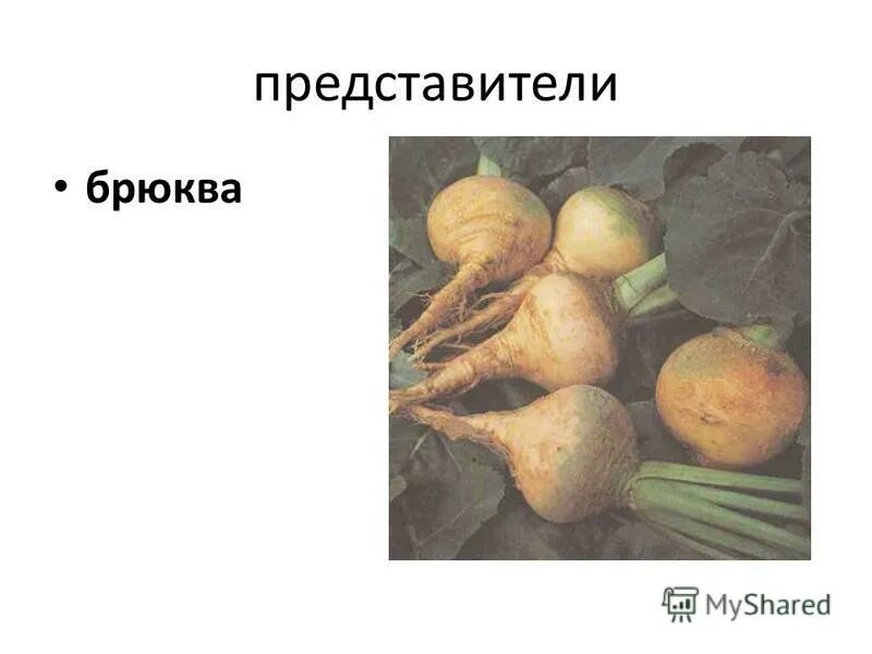 Рассмотрите изображение растений брюква пихта. Рассмотрите изображение растений брюква пихта