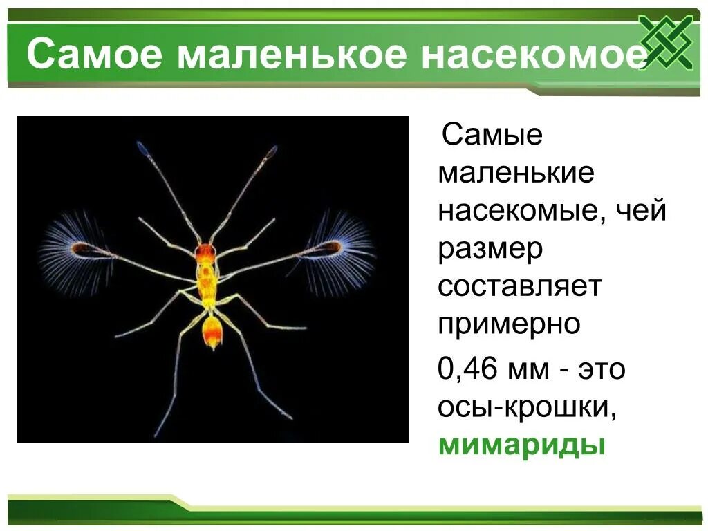 Полосатые насекомые. Маленькие быстрые насекомые. Паукообразные жуки. Зеленое насекомое. Насекомые.