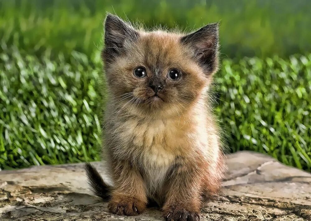 Какие котенки