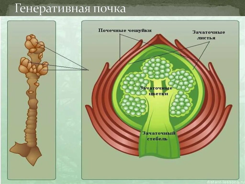 Почки которые состоят из зачаточных листьев. Генеративная цветочная почка. строение генеративной почки рисунок. строение вегетативной почки. строение почки растения.