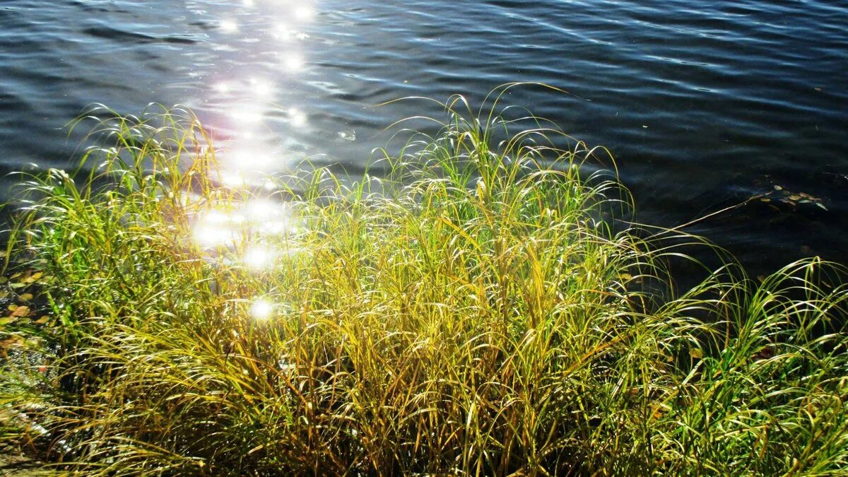 Отблески солнца играли в воде как. Блики солнца на воде озеро.