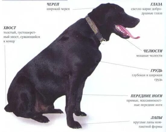 Сколько весит взрослый лабрадор. Лабрадор ретривер параметры породы. Лабрадор ретривер параметры взрослой собаки. Рост щенка лабрадора ретривера. Лабрадор ретривер рост в холке.
