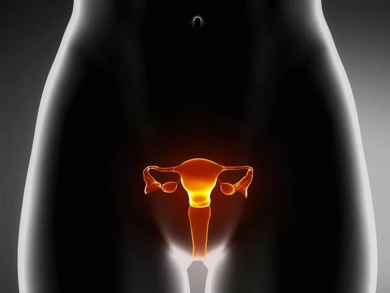 Снимки женских половых органов. Здоровые женские органы. Красивые фото женских органов. 10 женских органов