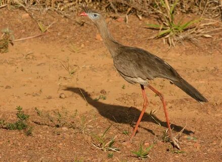 Red legged
