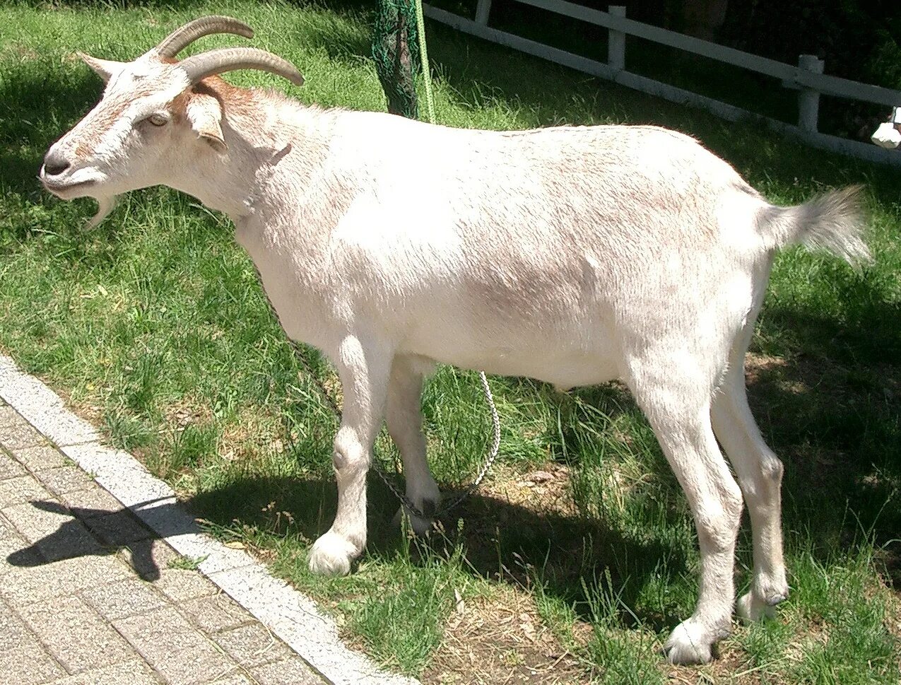 Goat com. Зааненский козел. Коза геншн. Тоггенбургская коза рогатая. Коза домашняя.