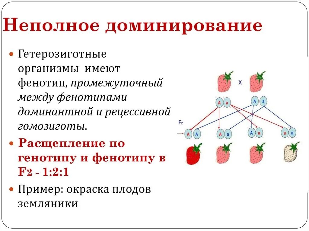 Принцип неполного доминирования