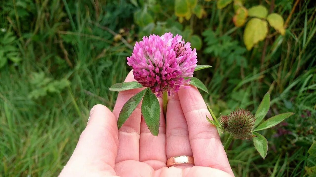 Красный клевер для чего. Клевер луговой. клевер красный (trifolium rubens). клевер луговой розовый. красный клевер trifolium pratense.