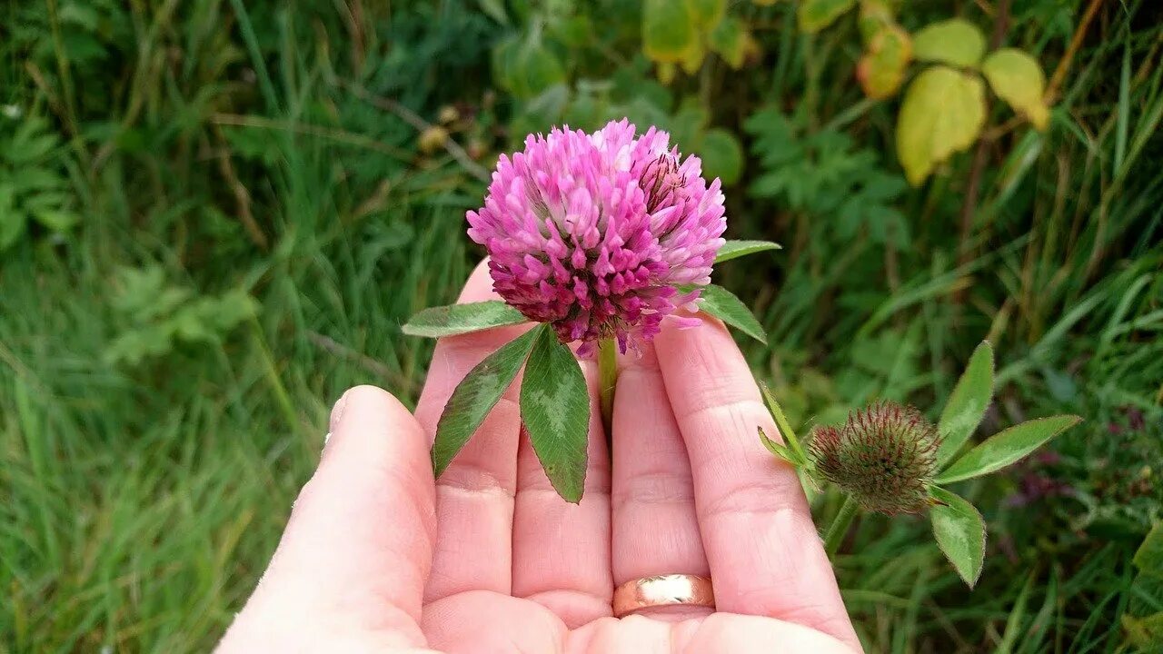 Клевер Луговой. Клевер красный (Trifolium Rubens). Клевер Луговой розовый. Красный Клевер Trifolium pratense.