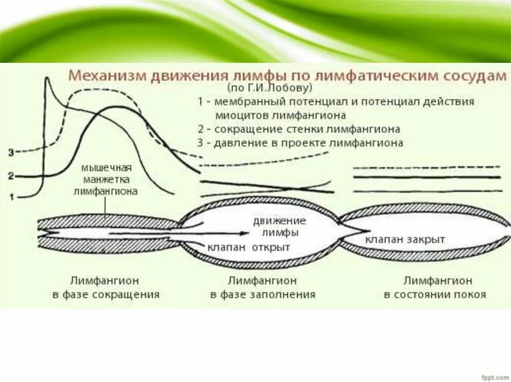 Движение лимфатических сосудов. Механизм образования и движения лимфы. Движение лимфы по лимфатическим сосудам схема. Механизм образования и движения лимфы по сосудам. Механизм движения лимфы по сосудам.