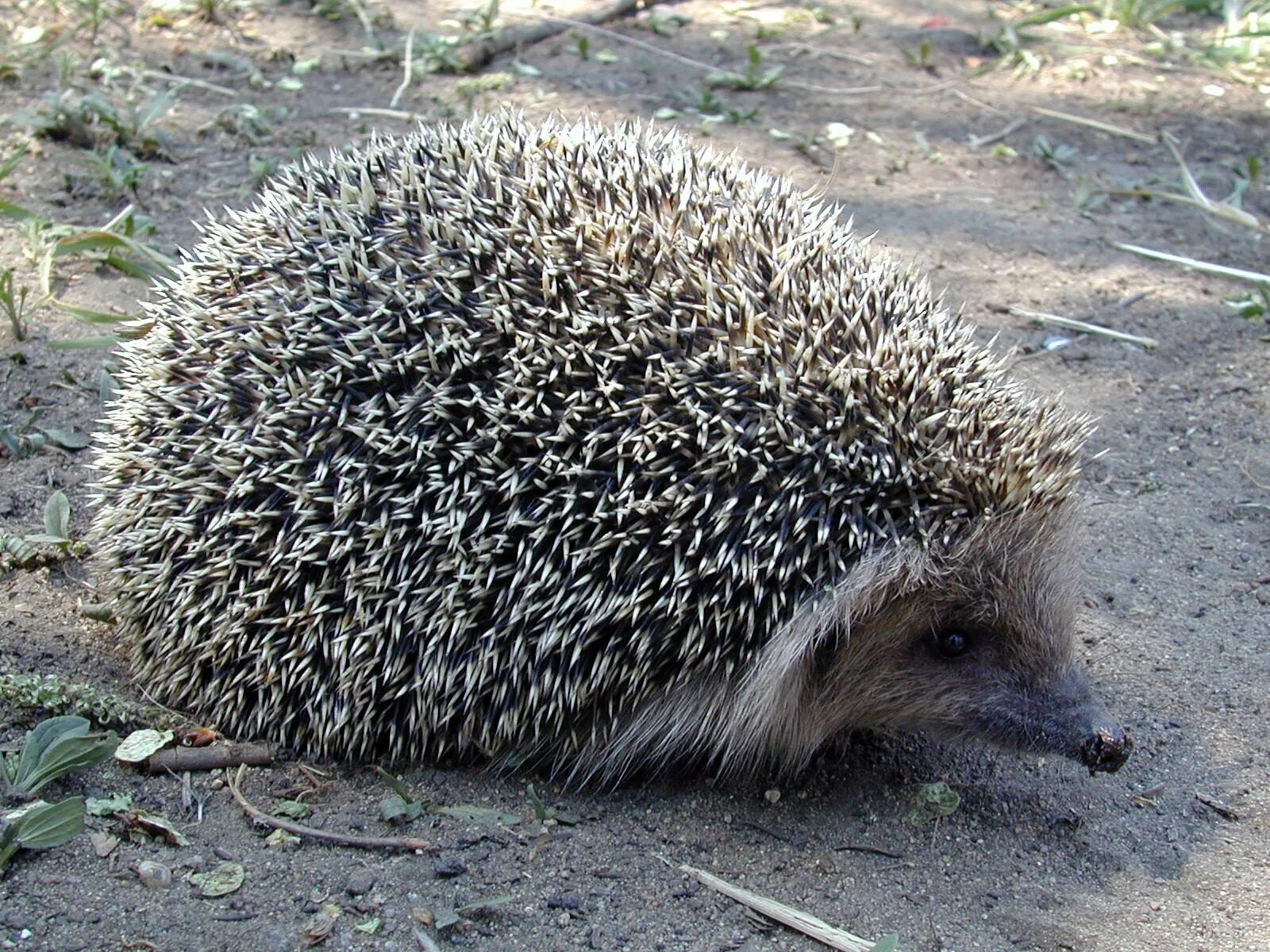 Еж жи. Индокитайский еж. Ежиха с ежатами. Еж ежонок ежата. Даурский ёж красная.