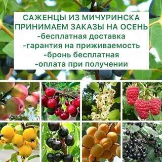 Саженцы тамбов