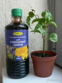 Домашнее удобрение для спатифиллума