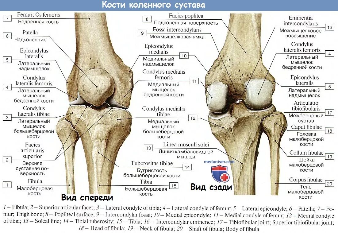 Кость где бедро. Анатомия коленного сустава мыщелки. Строение коленного сустава мыщелки. Суставные поверхности межберцового сустава. Колено анатомия бедренная кость.