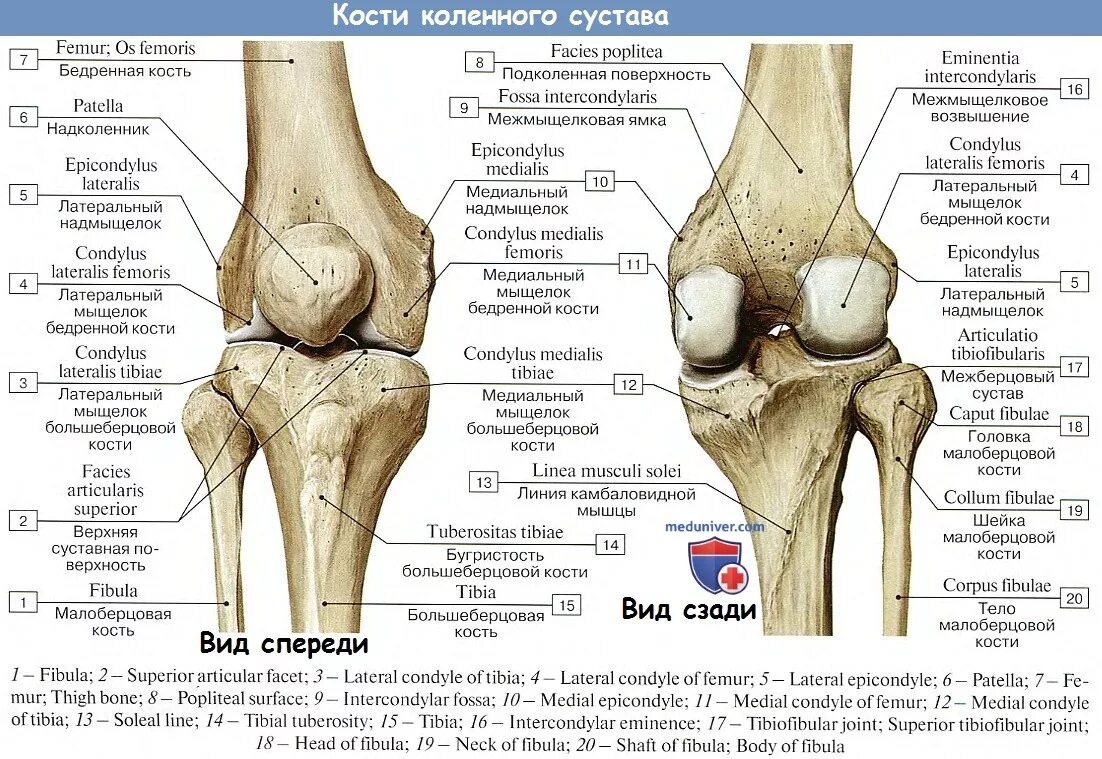 Отек медиального мыщелка. Анатомия коленного сустава мыщелки. Строение коленного сустава мыщелки. Суставные поверхности межберцового сустава. Колено анатомия бедренная кость.