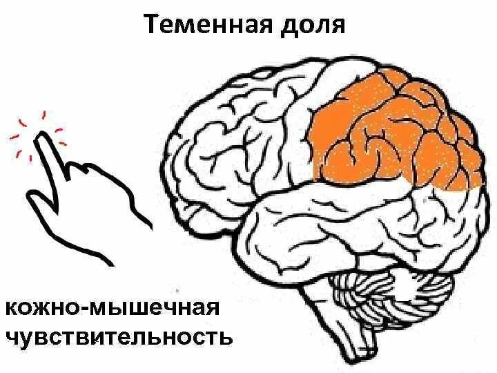 В теменной доле анализаторы. Кожно-мышечная чувствительность. Кожно мышечная чувствительность и мозг. Схема кожно мышечной чувствительности.