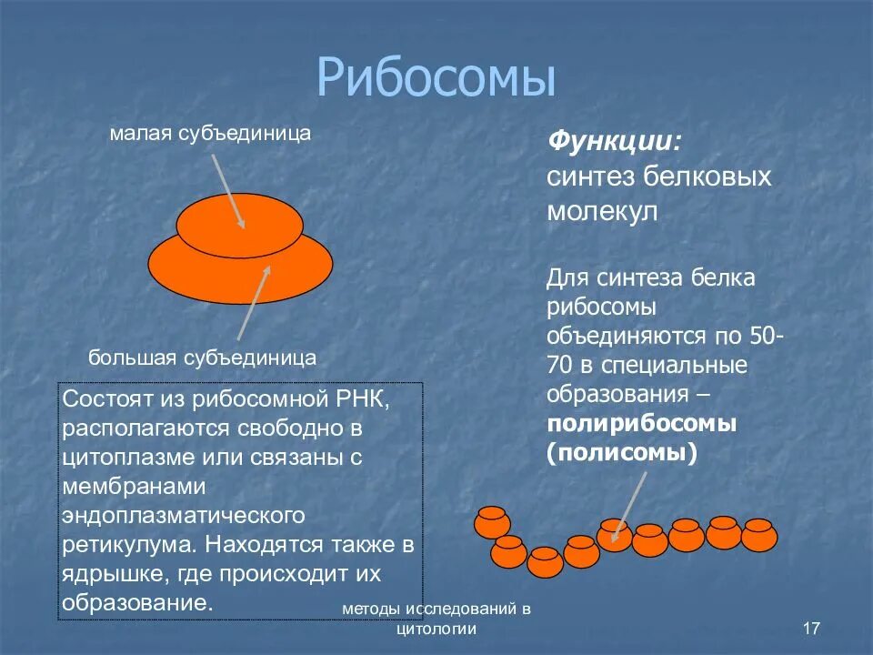 Рибосома процесс впр. Строение клеточного рибосомы. Рибосомы состоят из. Строение рибосомы.