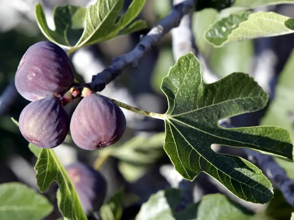 Инжир (Ficus) / 1 саженец - купить с доставкой по выгодным ценам в интернет-мага