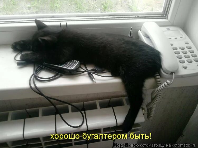 Неведомые дали жду звоночка. Кот ждет звонка. Жду звонка. Кот устал ждать. Кот у телефона ждет звонка.
