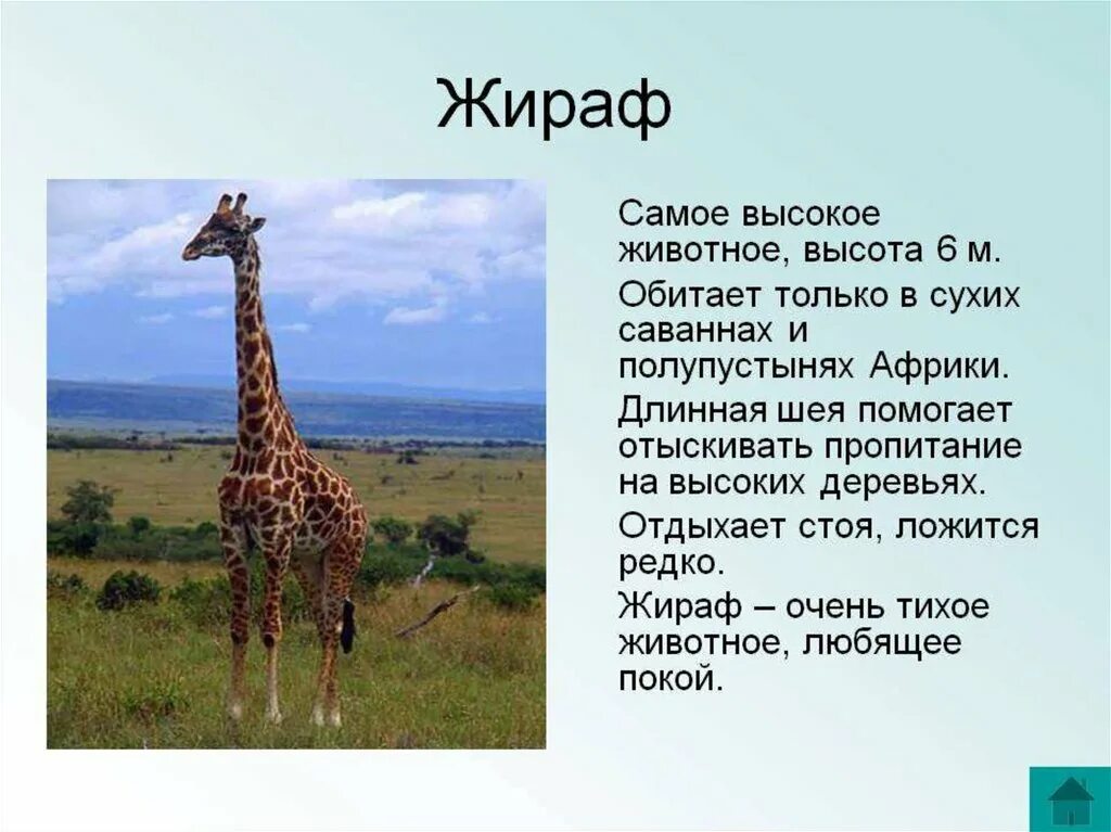 Доклад 1 класс окружающий мир про животных. Рассказ о животном Африки 7 класс. Рассказ о жирафе. Описание жирафа. Сведения о жирафе для детей.