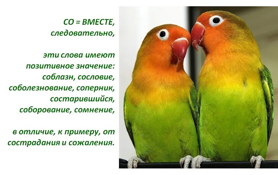 Как различать попугаев неразлучников