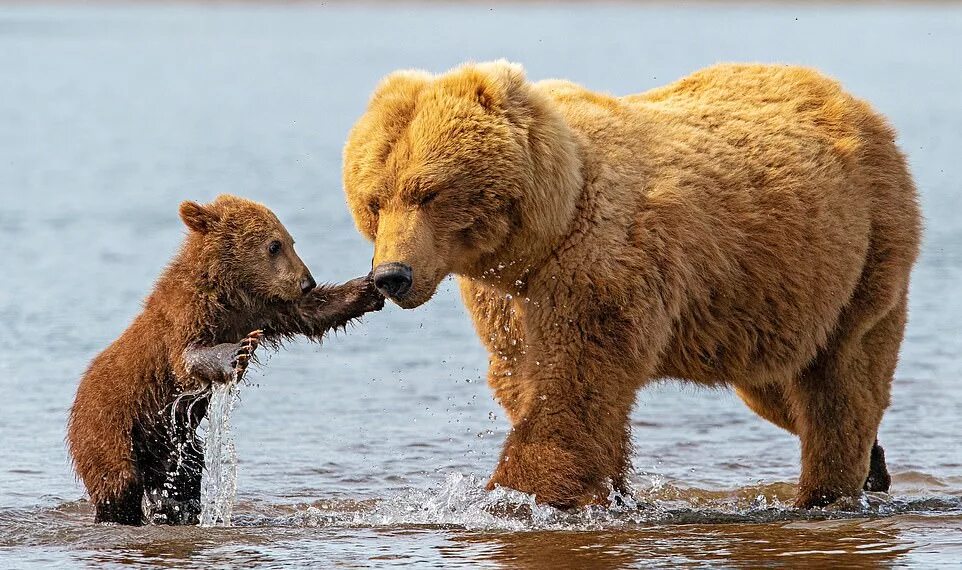 Bears necessary. Апеннинский бурый медведь. Медведица с медвежатами. Кодиак медведь. Бурый медведь.