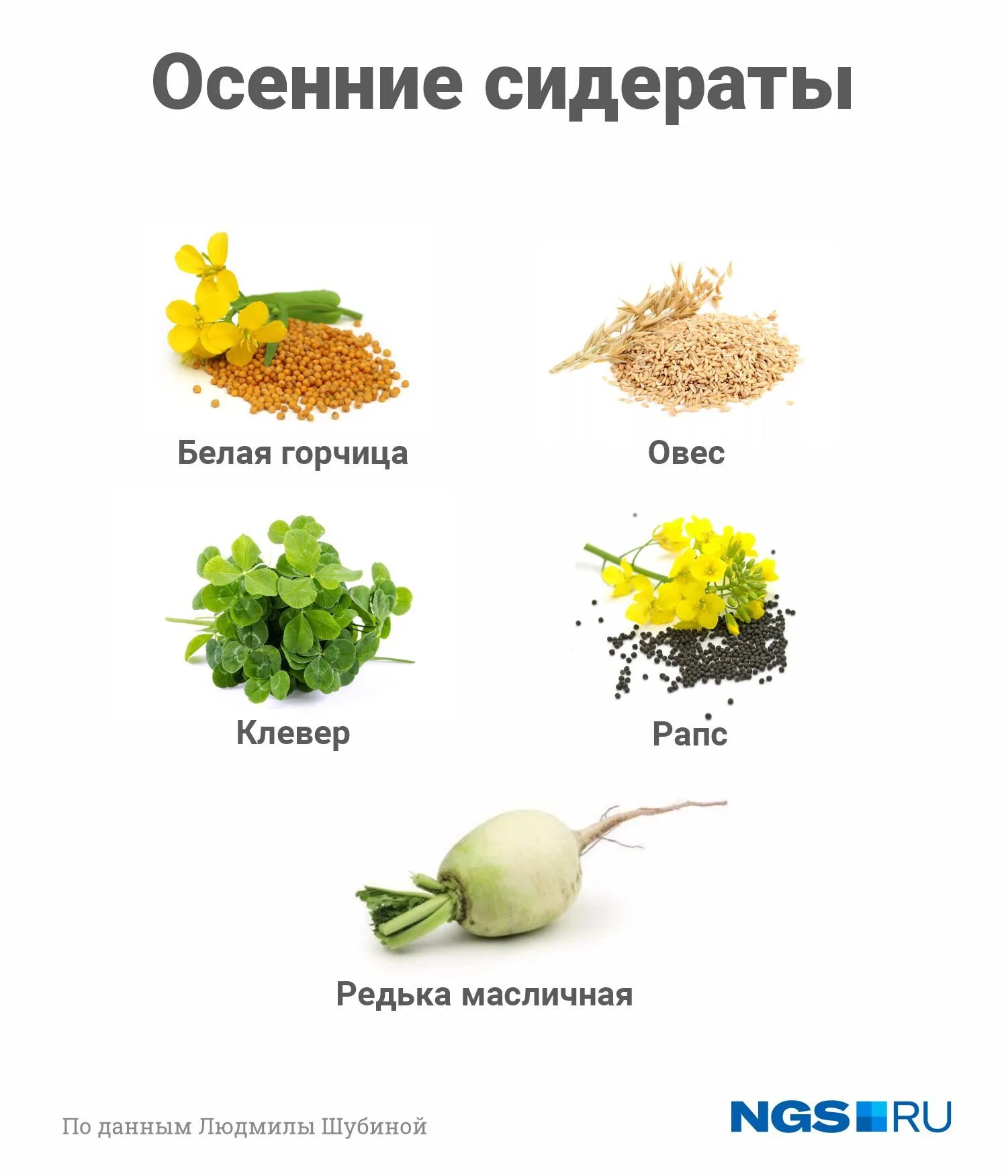 Какие сидераты после томатов сеять осенью. Какие сидераты после томатов сеять осенью
