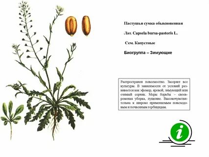 Озимые сорняки
