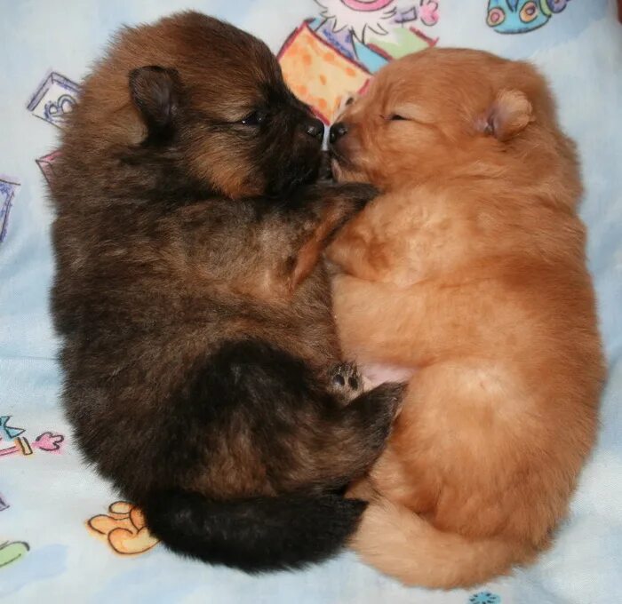 щенки шпица после рождения. рожденные щенки шпица. померанского карликового шпица новорожденного. щенки померанского шпица с мамой. новорожденные шпицы мишки.