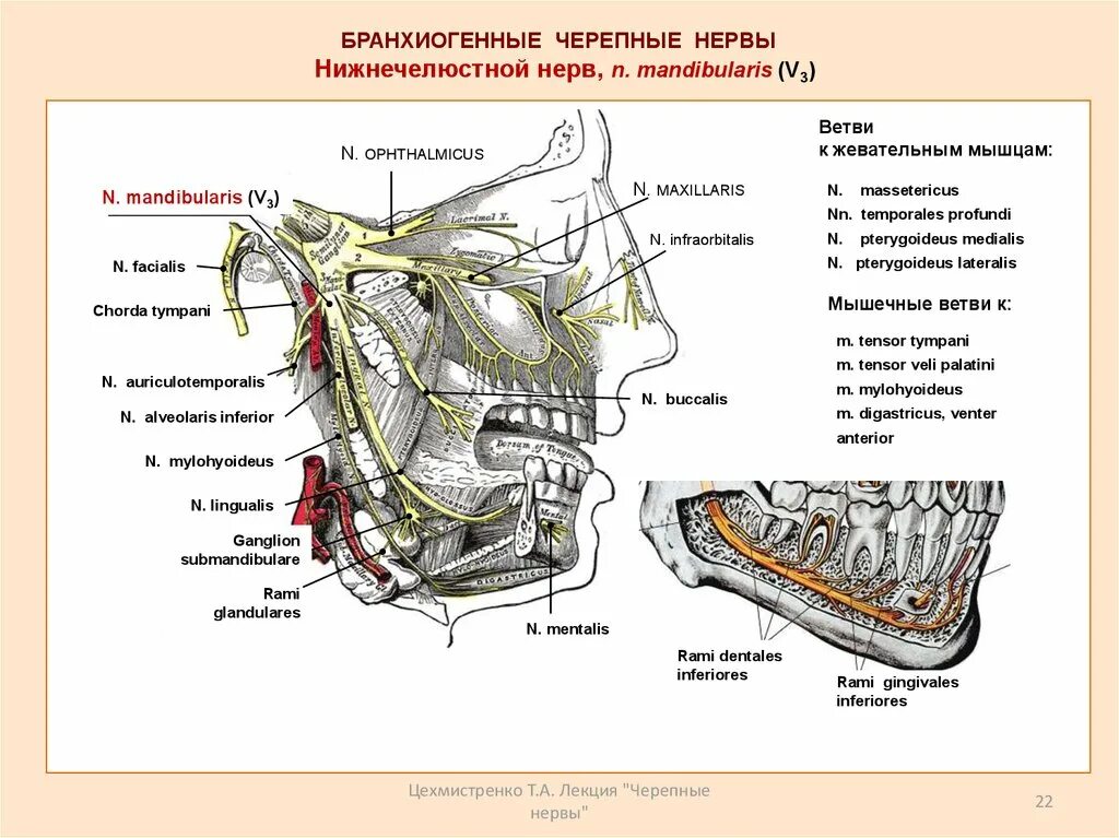Ветви нижнечелюстного нерва схема. 3 ветвь тройничного нерва. 5 пара тройничный нерв. Двигательные нервы нижнечелюстного нерва. Чувствительные ветви нижнечелюстного нерва.