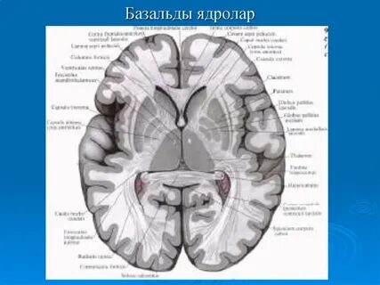 Кунилингус және фистинг лесбиянка фотосуреттері