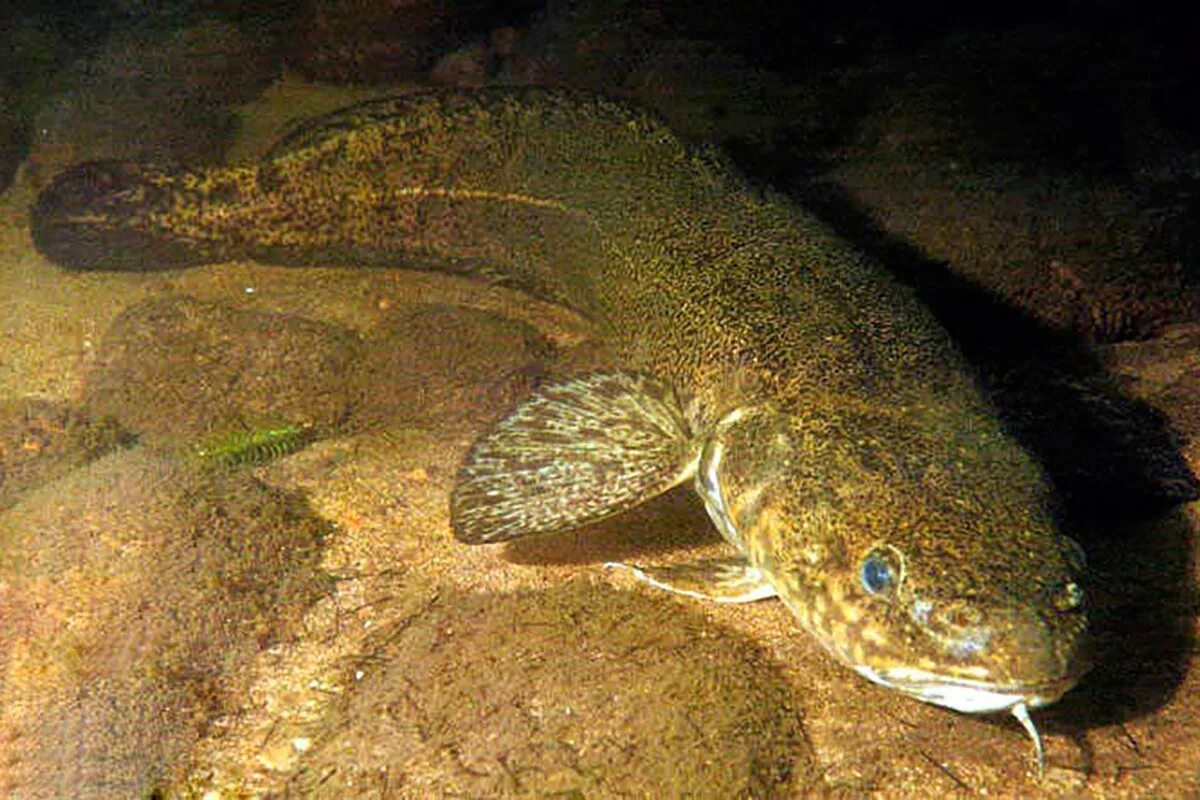 Речная рыба налим. Налим – lota lota (Linnaeus, 1758). Налим Байкальский. Тонкохвостый налим. Налим на озерах