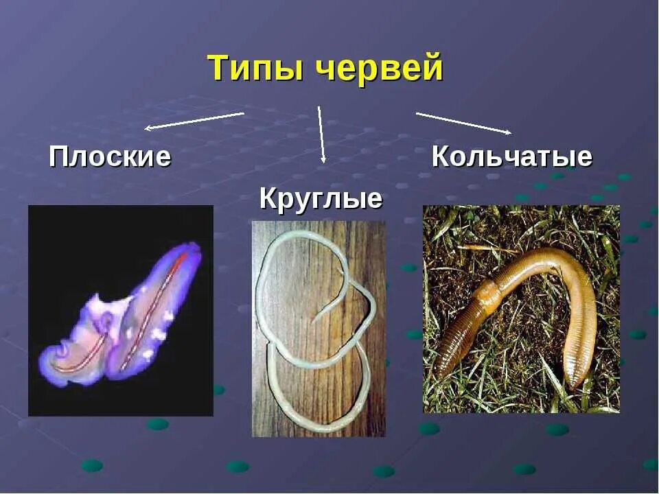 Типы плоские черви круглые черви кольчатые черви. Паразитические кольчатые черви. Тип круглые черви и Тип кольчатые черви. Плоские круглые и кольчатые черви. Кольчатые черви группа организмов