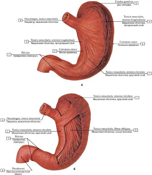 Строение желудка анатомия латынь. Строение мышечной оболочки желудка. Оболочки стенки желудка анатомия. Мышечная оболочка желудка анатомия.