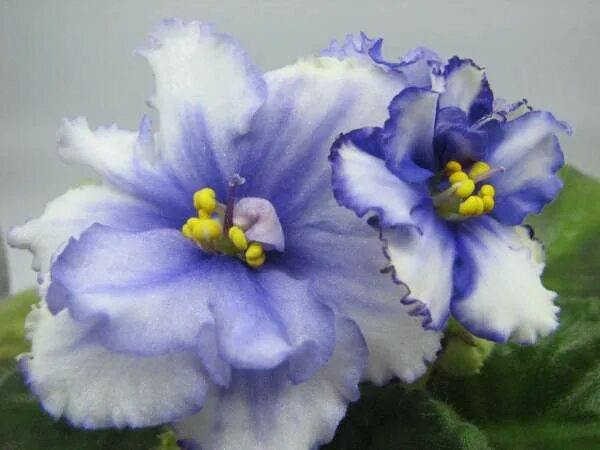 фиалка девочка моя синеглазая