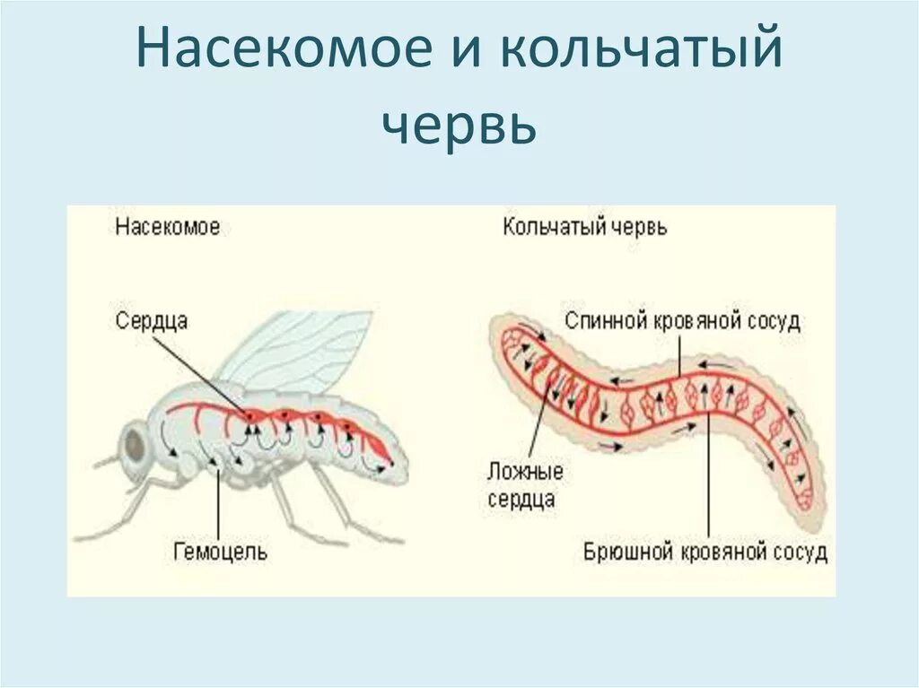 2 группы кольчатых червей. Кольчатые черви гемоцель. Кровеносная система кольчатых червей и насекомых. Кровеносная система кольчатых червей. Кольчатые черви кровеносная система.