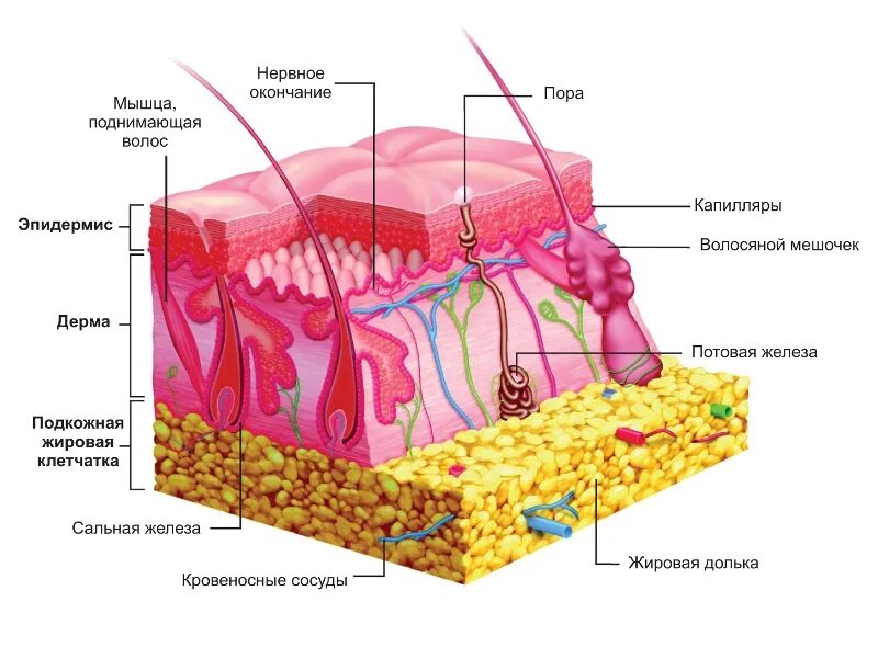 Кожа эпидермис дерма гиподерма. Слои кожи эпидермис дерма и гиподерма. Дерма эпидерма строение кожи. Эпидермис дерма подкожная клетчатка.