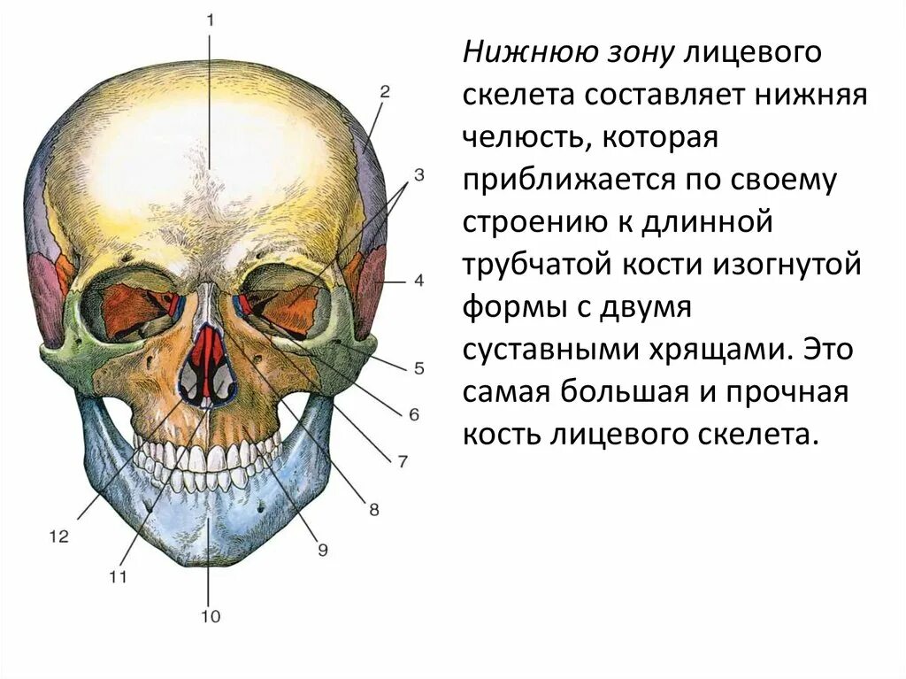 Череп строение челюсти. Швы между костями лицевого черепа. лобно скуловой шов. скуловая кость лицевого черепа. кости лицевого черепа верхняя и нижняя челюсти.