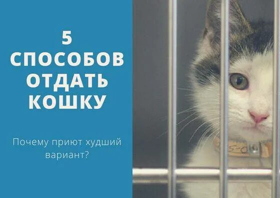 Кот отдал где. Кот отдал где. Кошачий приют самара. Отдать кошку в приют. Отдам котят в добрые руки.